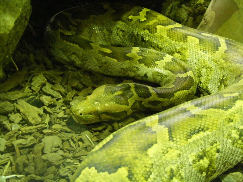 green python coiled on ground