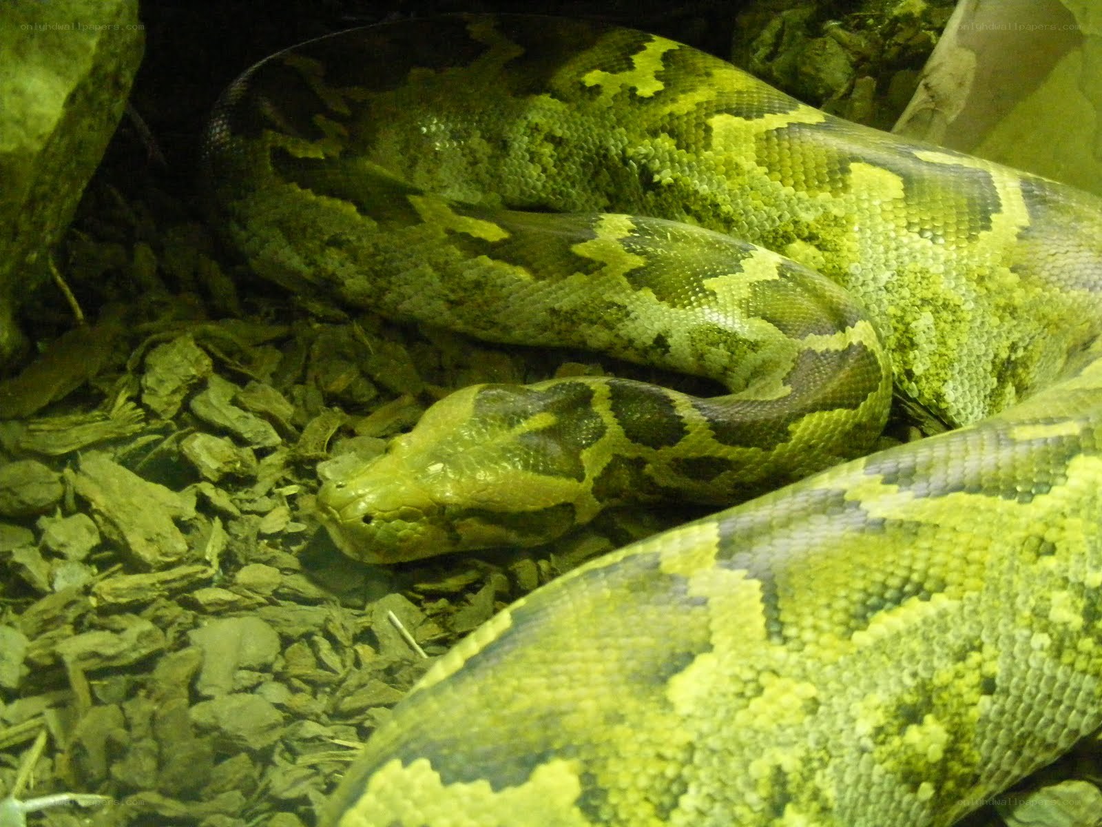 green python coiled on ground