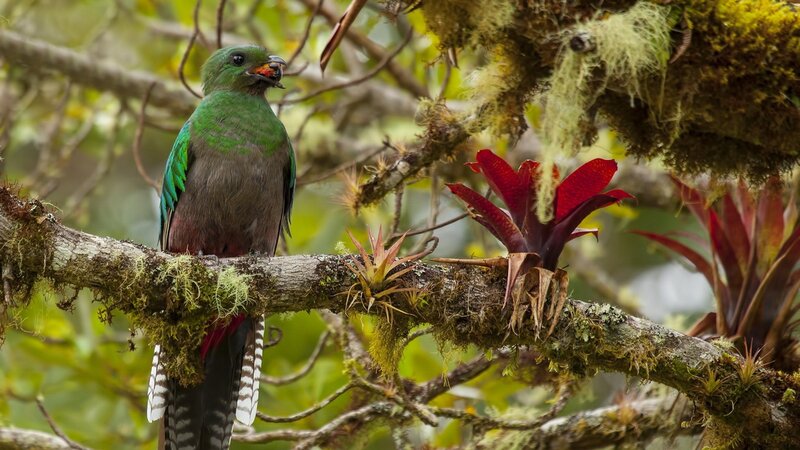 Green Quetzal Bird — Natural