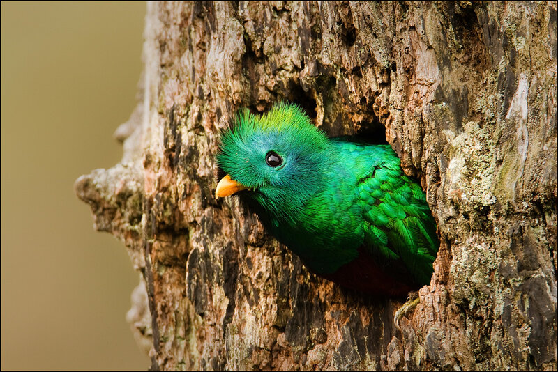 Green Quetzal Bird