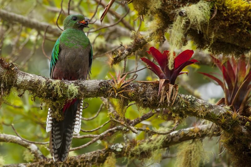 Green quetzal on a mossy branch