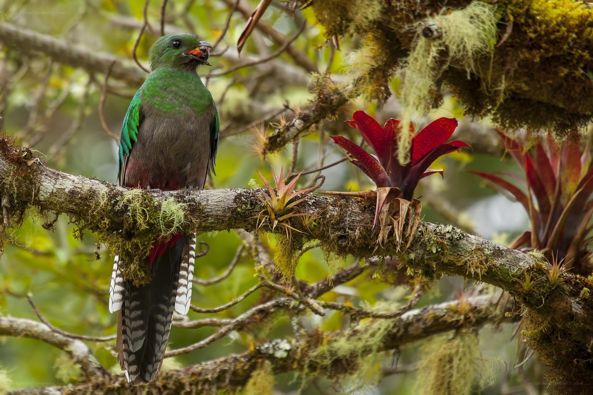 Green quetzal on a mossy branch