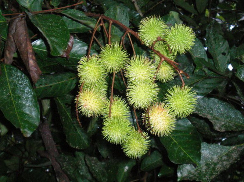Green Rambutan Fruits