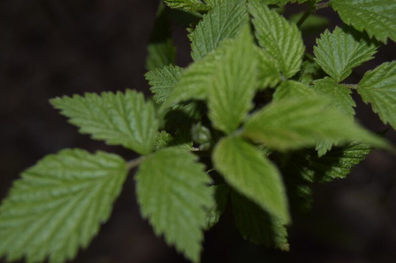 Green Raspberry Leaves — Natural