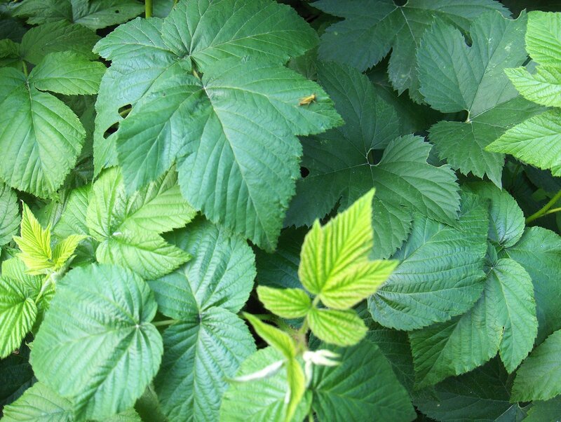 Green Raspberry Leaves