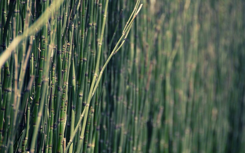 Green Reed Stalks