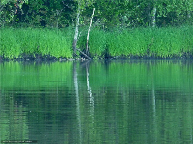 Green reeds by a calm lake