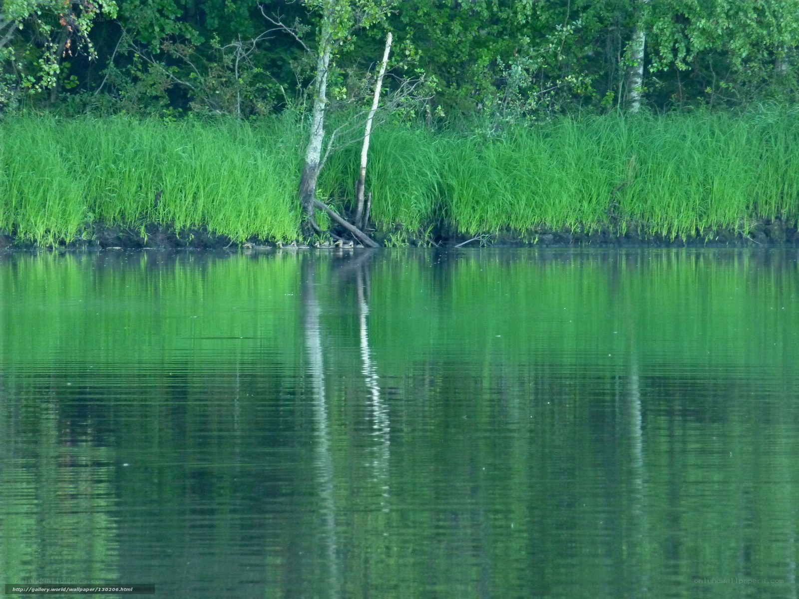Green reeds by a calm lake