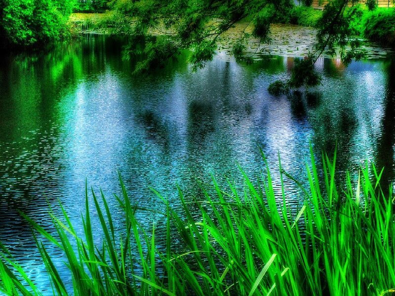 Green reeds by a calm pond