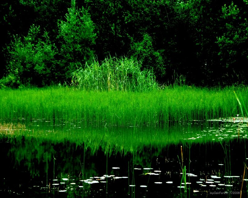 Green reeds by a pond
