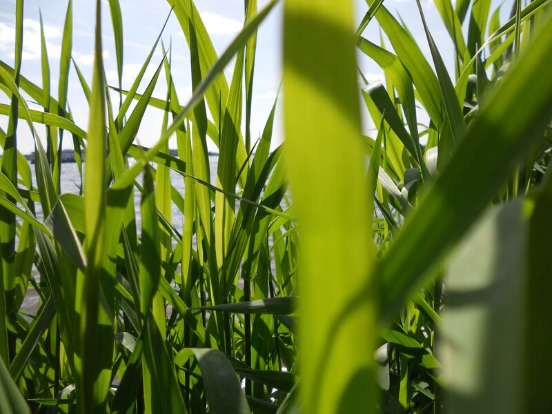 Green reeds by the water