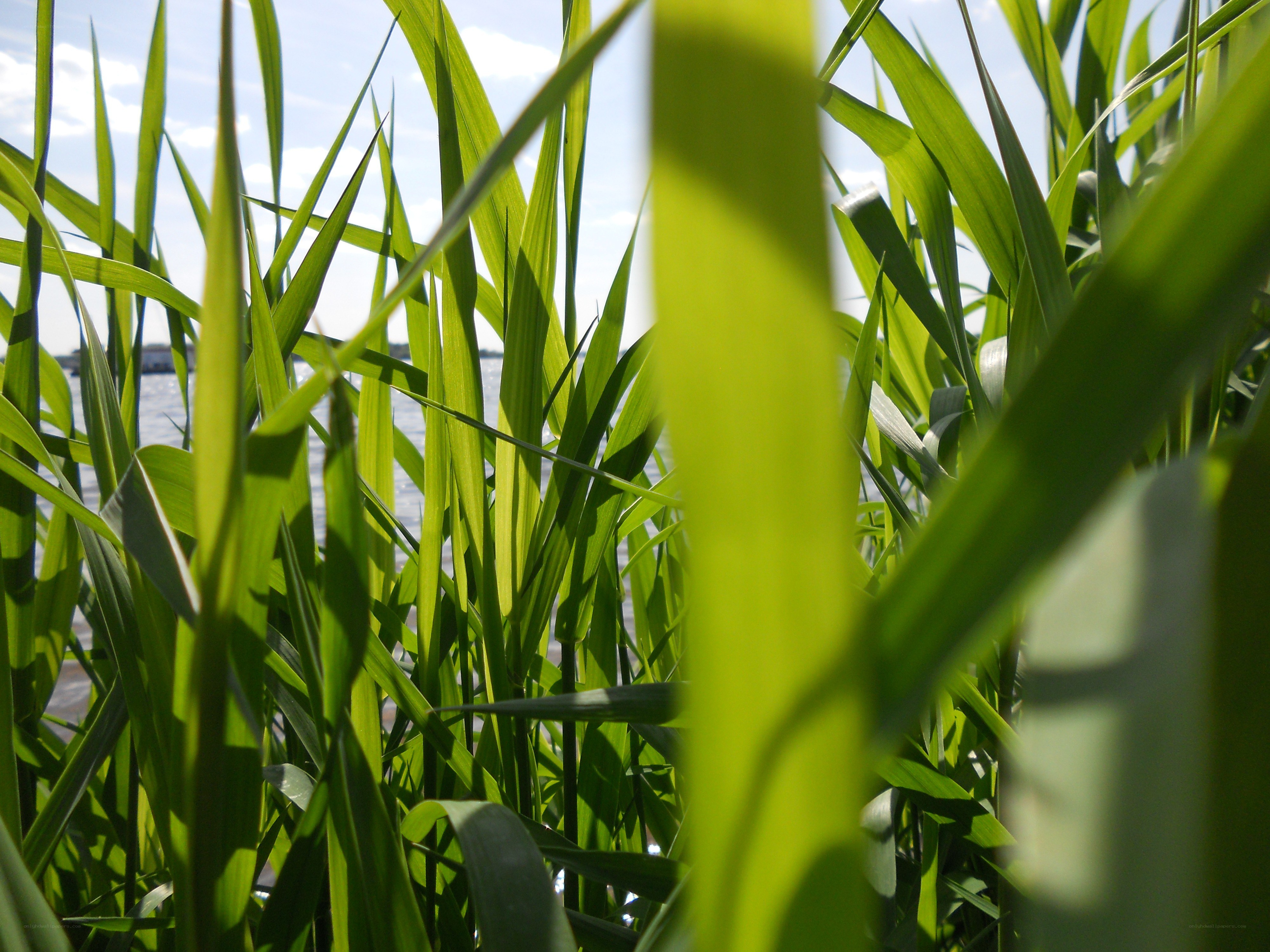 Green reeds by the water