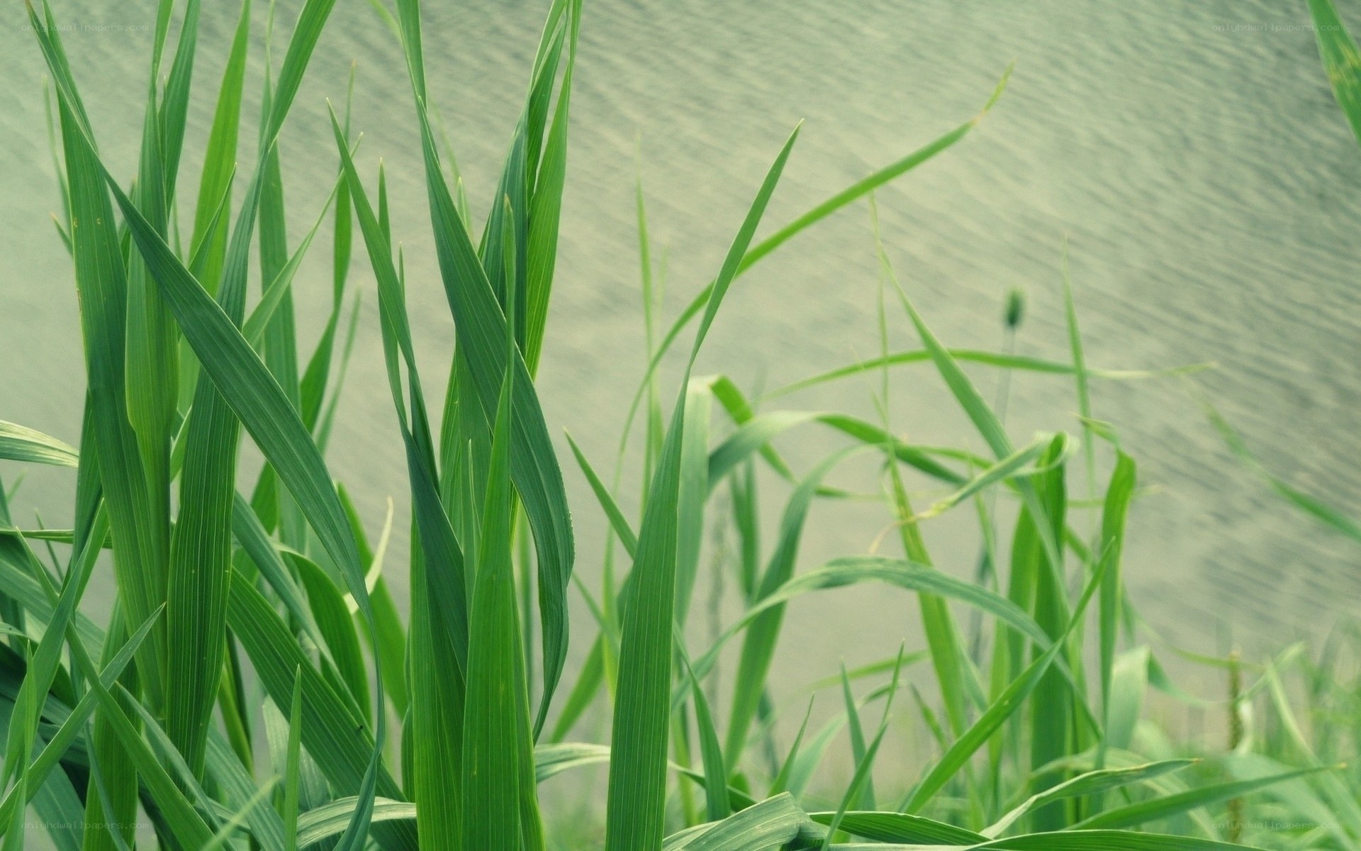 Green reeds by the water