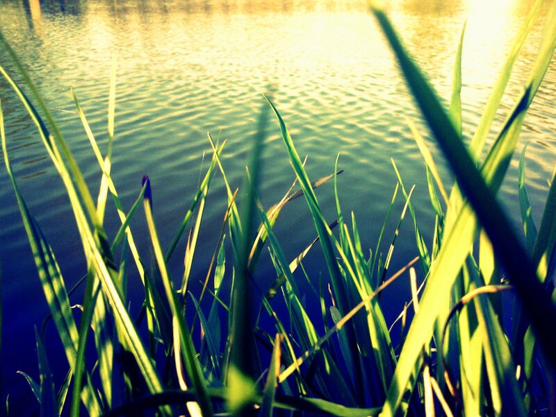 Green Reeds by Water