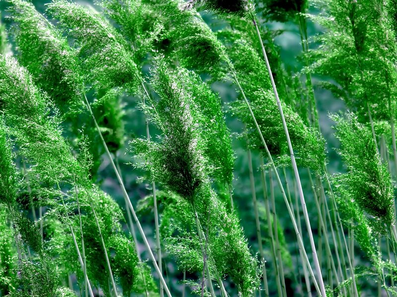 Green reeds in a field