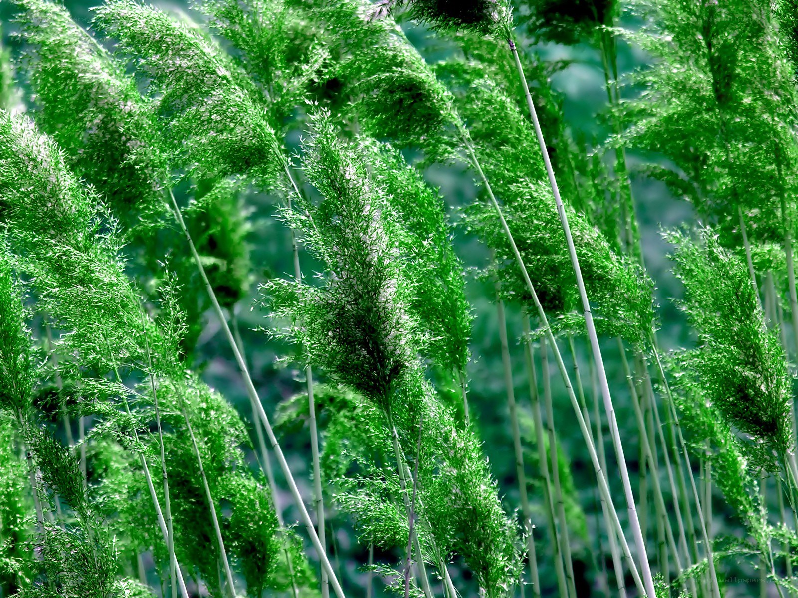 Green reeds in a field