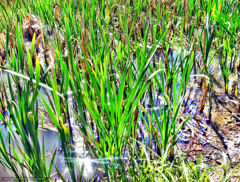 Green reeds in a wetland