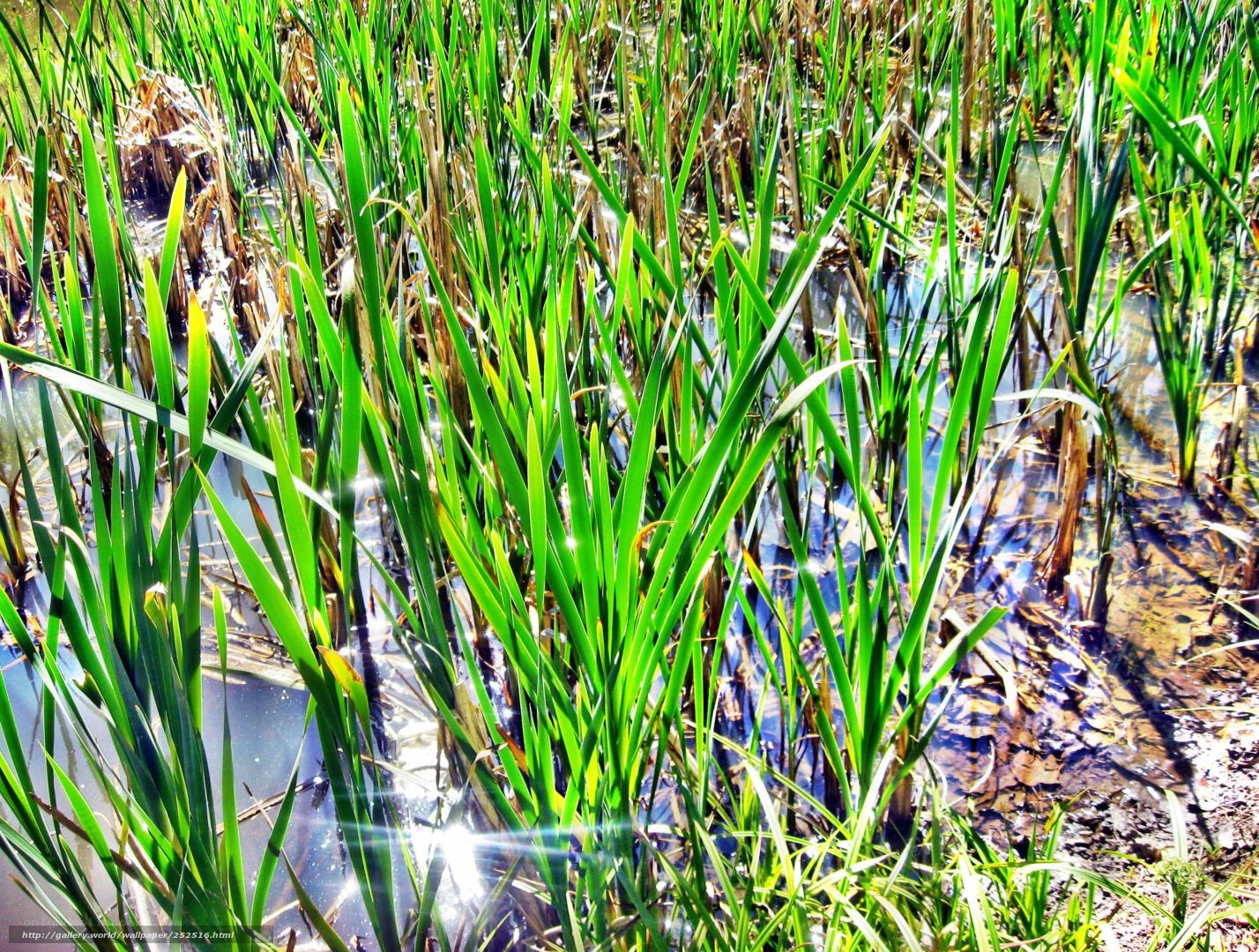 Green reeds in a wetland