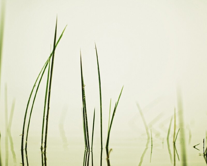 Green reeds in calm water