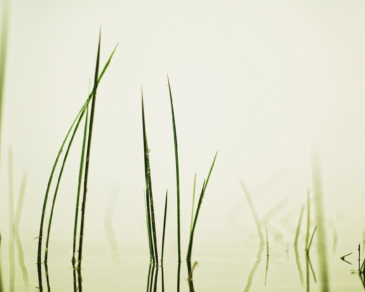 Green reeds in calm water