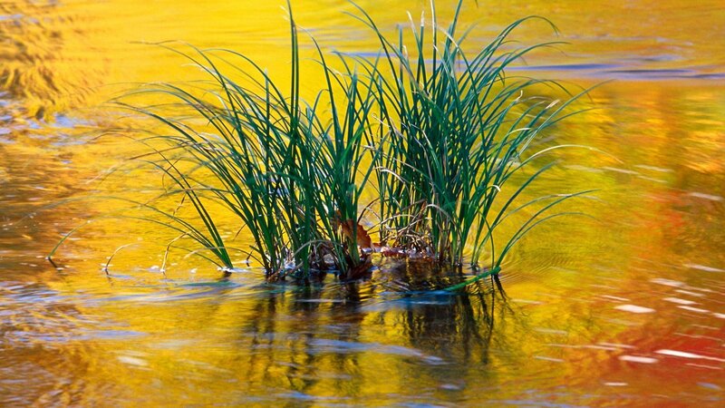 Green reeds in golden water