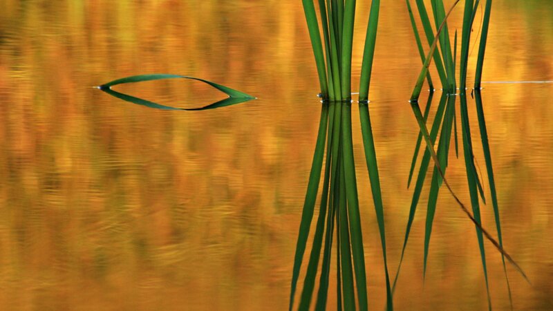Green reeds in golden water