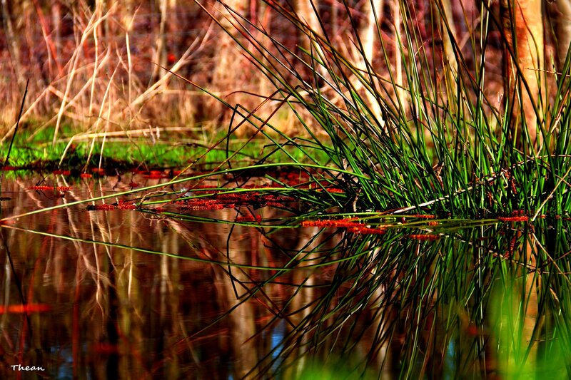 Green Reeds in Water — Serene