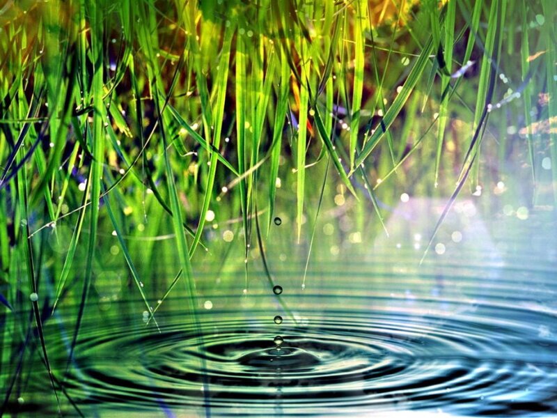 Green Reeds in Water