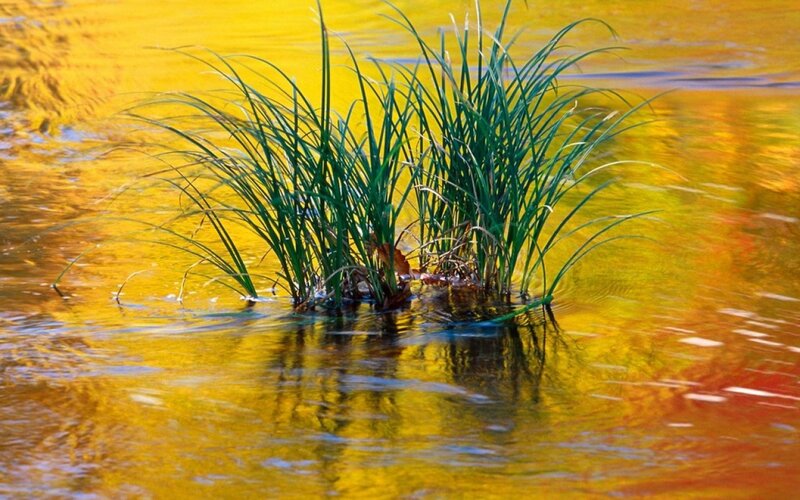 Green Reeds in Water — Yellow