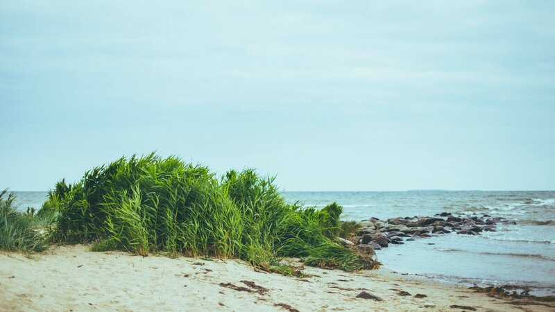 Green Reeds on Beach