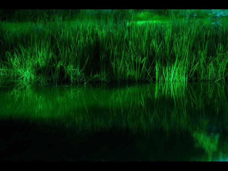 Green reeds reflecting in water