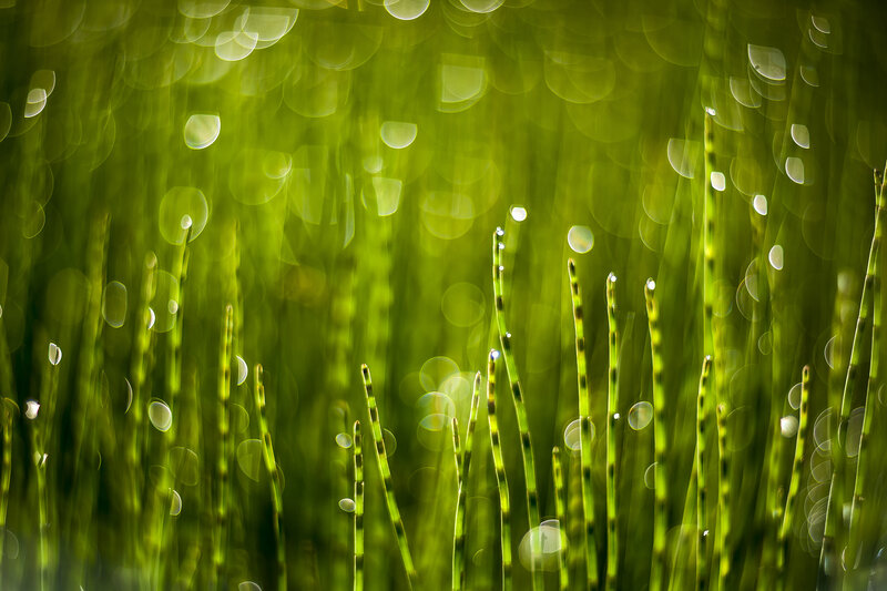 Green Reeds with Dew