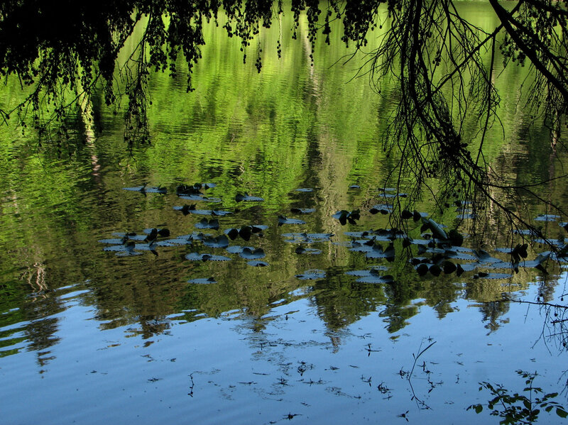 Green Reflection on Water