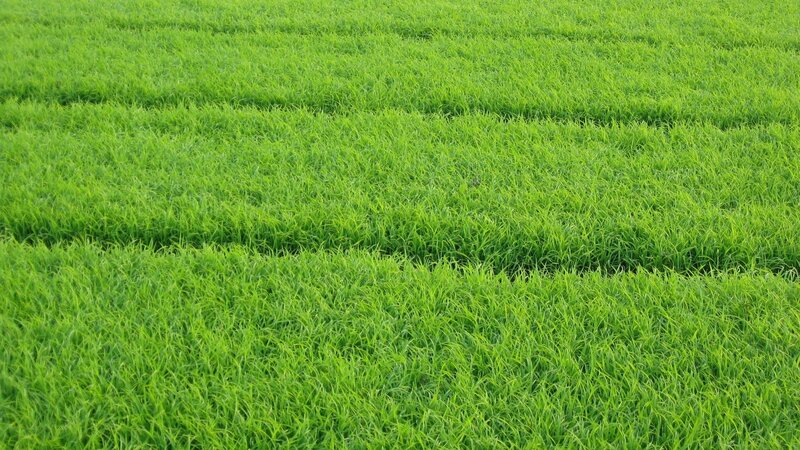 green rice field