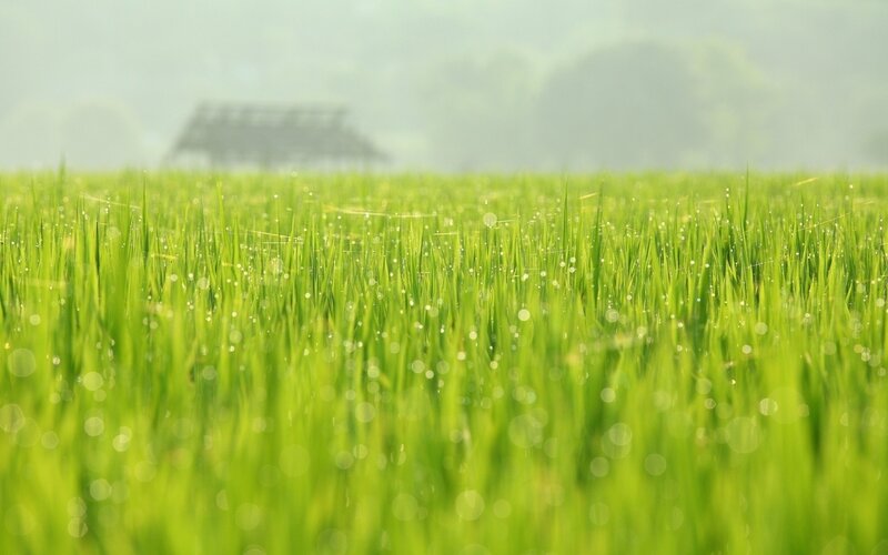 Green rice field at dawn