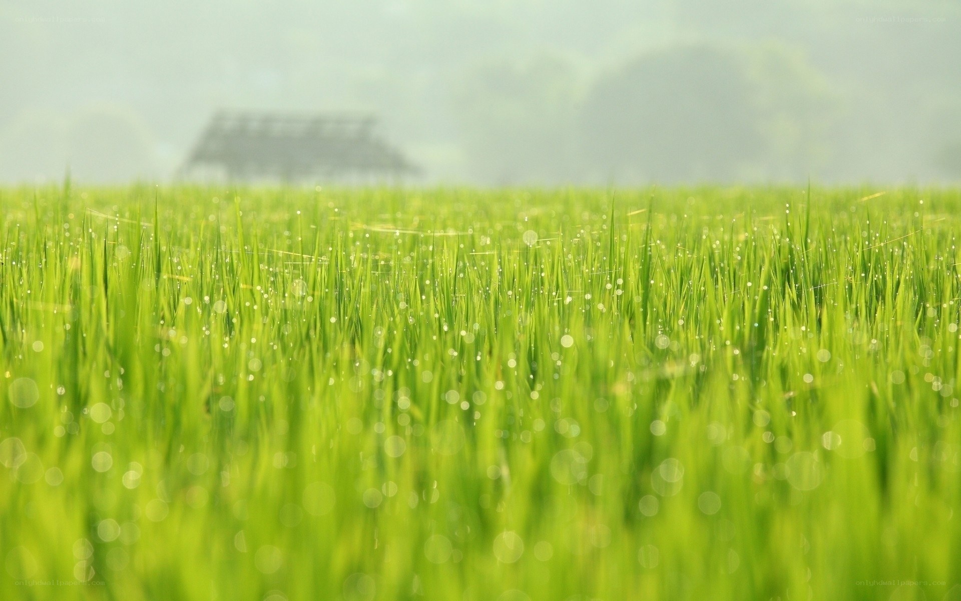 Green rice field at dawn