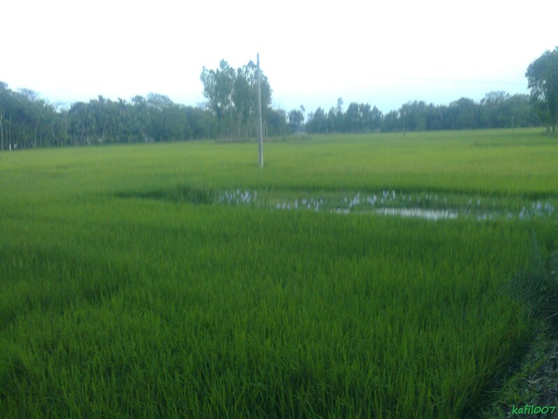 Green Rice Field — Calm