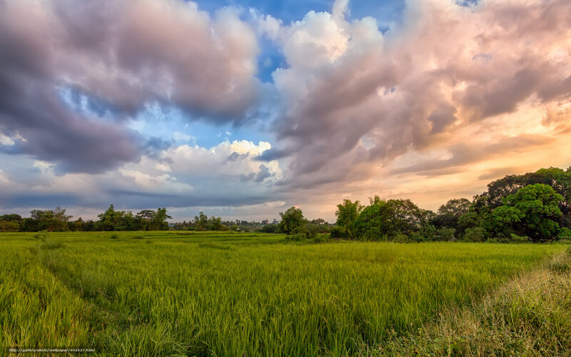 Green Rice Field — Dramatic, Sunset