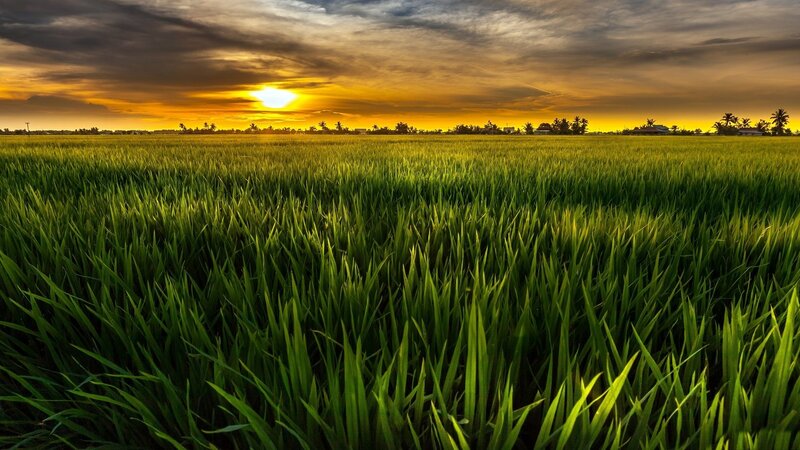 Green Rice Field — Dramatic