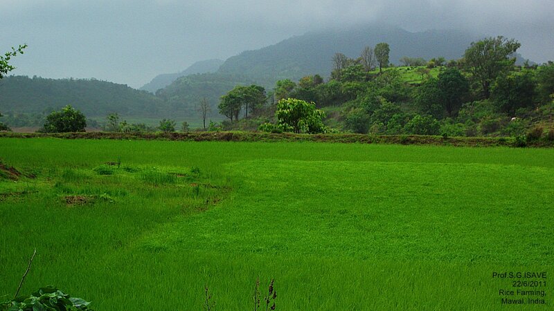 Green Rice Field — Overcast