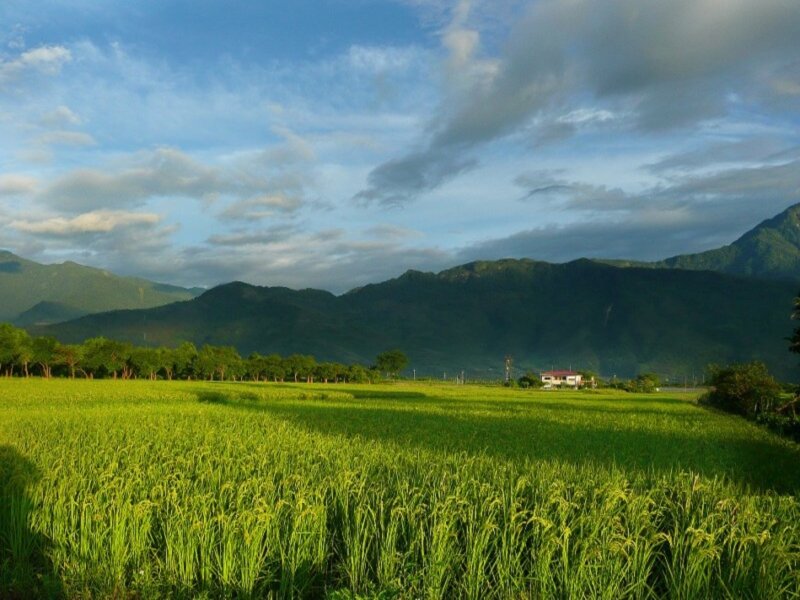 Green Rice Field — Serene, Afternoon, Photograph