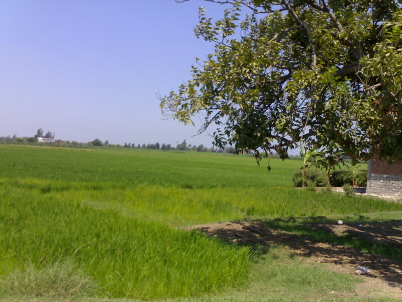 Green Rice Field — Serene, Afternoon, Photograph, Tree