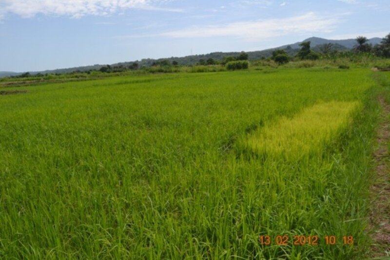Green Rice Field — Serene, Afternoon