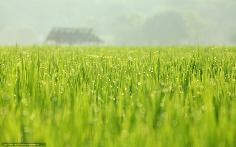 Green Rice Field — Serene, Morning
