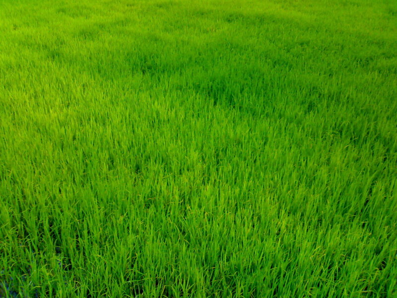 Green Rice Field — Serene, Photograph