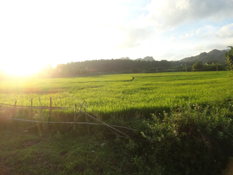Green Rice Field — Serene, Sunrise