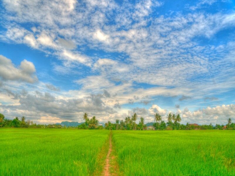 Green Rice Field — Serene