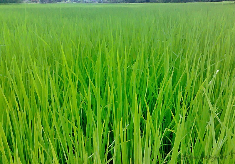 green rice field