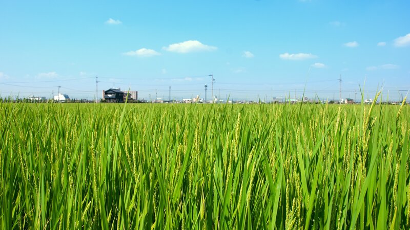 Green rice field under blue sky