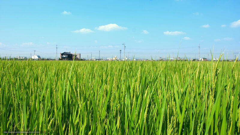 Green rice field under blue sky